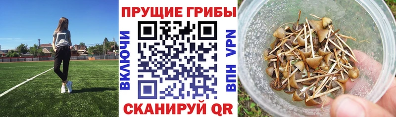 blacksprut вход  Томилино  Псилоцибиновые грибы Psilocybe 
